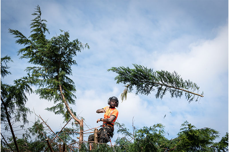 Farnham Property Maintenance_Tree_care